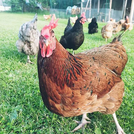 Andrea * Sankt Gallenkirch